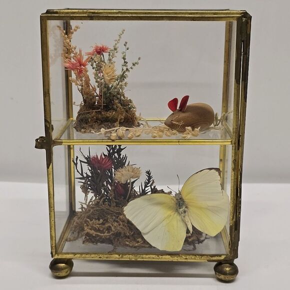 Vintage Taxidermy Butterfly Dried Flowers Terrarium Diorama Glass Display Case - Picture 3 of 8